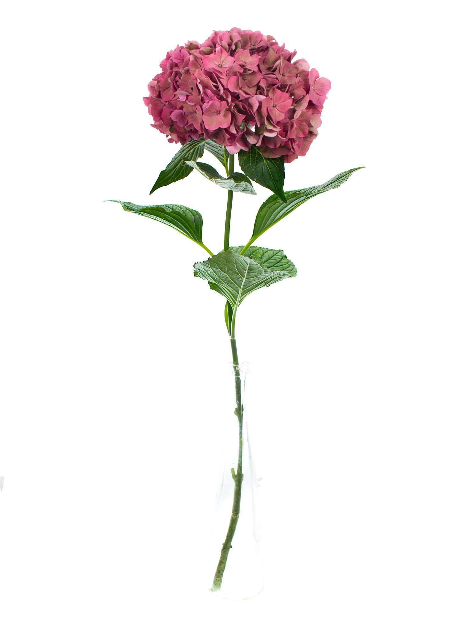 blumigo-hortensien-magical-rodeo-classic-schnittblume-alt-ros image 2