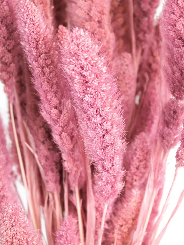 blumigo-setaria-borstenhirse-pink-trockengras image 1