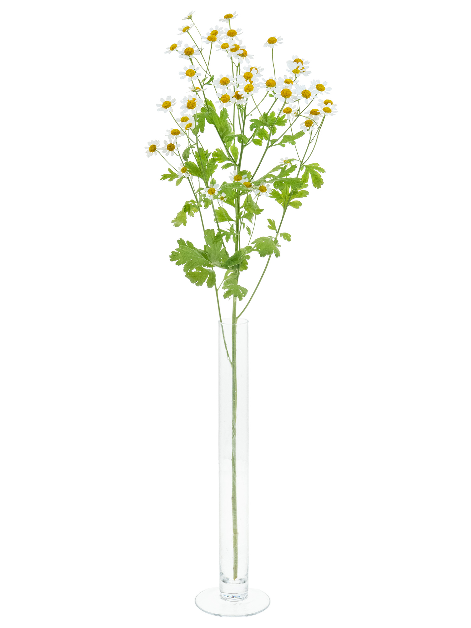 blumigo-blattwerk-kamille-schnittblumen-frischer-bund image 4