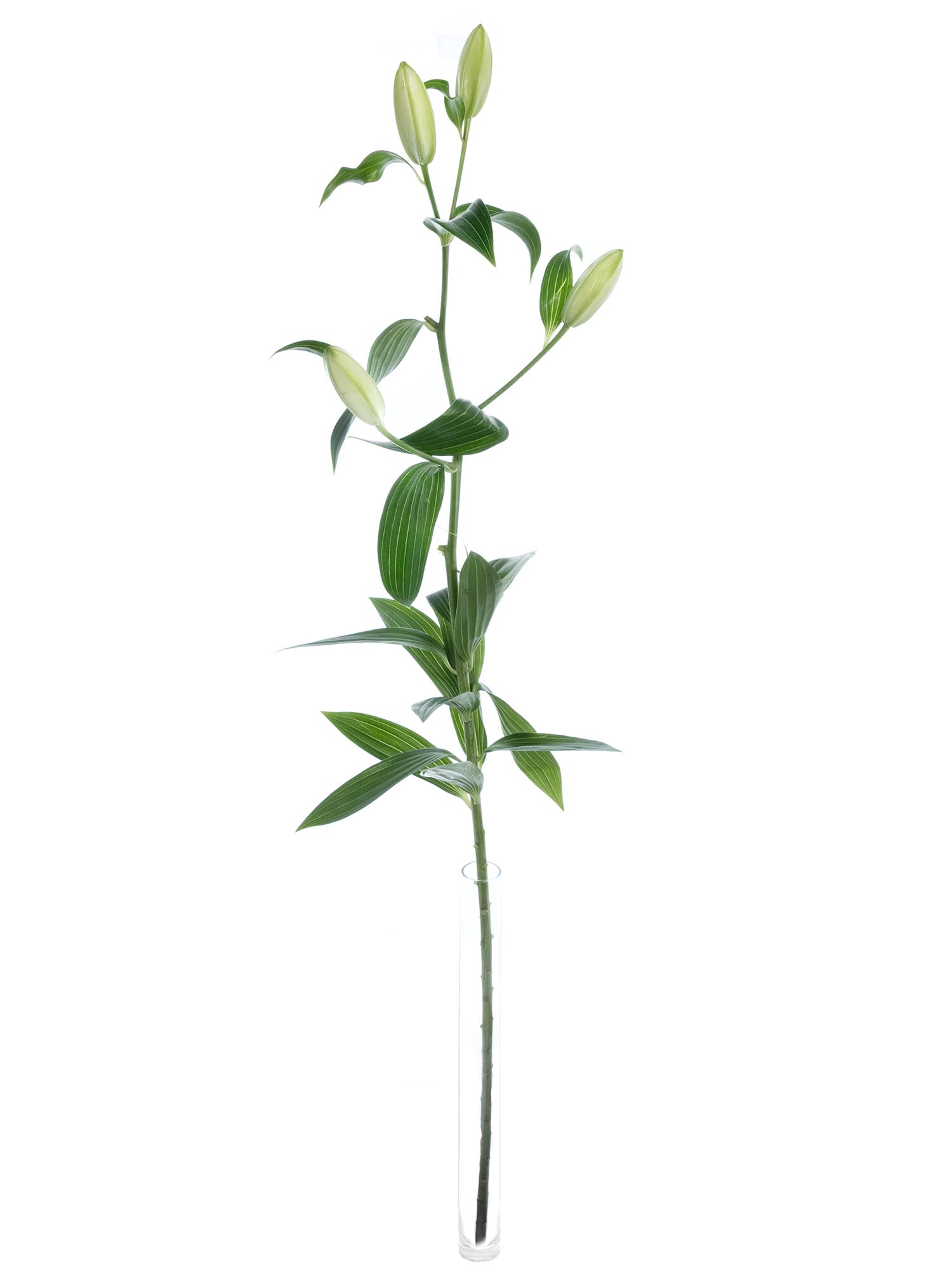 blumigo-snowboard-lilie-wei-gef-llt-frische-schnittblume image 4
