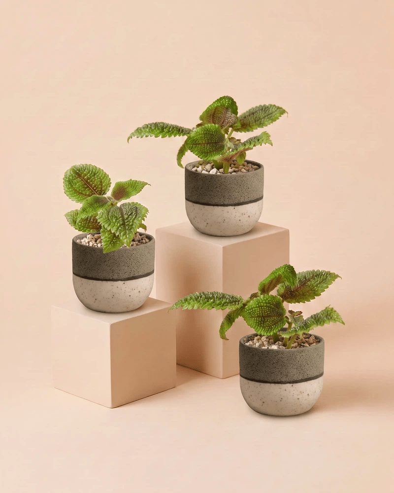 feey-variado-baby-pilea-moon-valley-3er-set-klein image 5