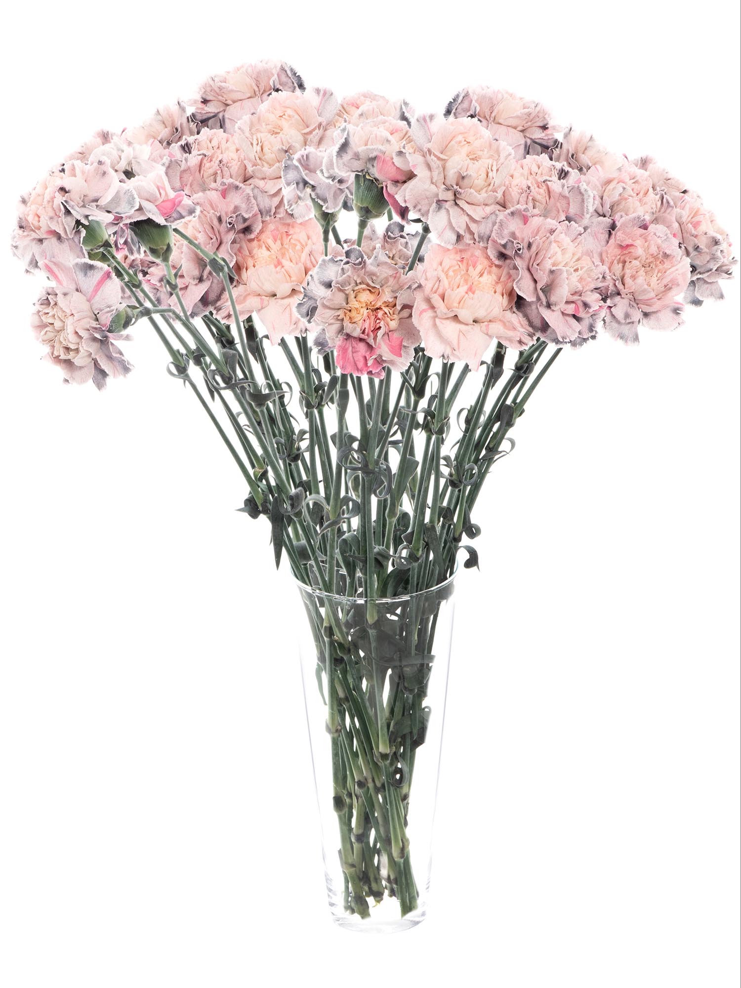 blumigo-nelken-edelnelken-rockstar-schnittblumen-grau-creme image 2