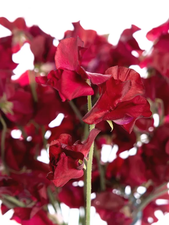 blumigo-wicken-parfum-deep-red-schnittblumen-dunkelrot-duftend image 1