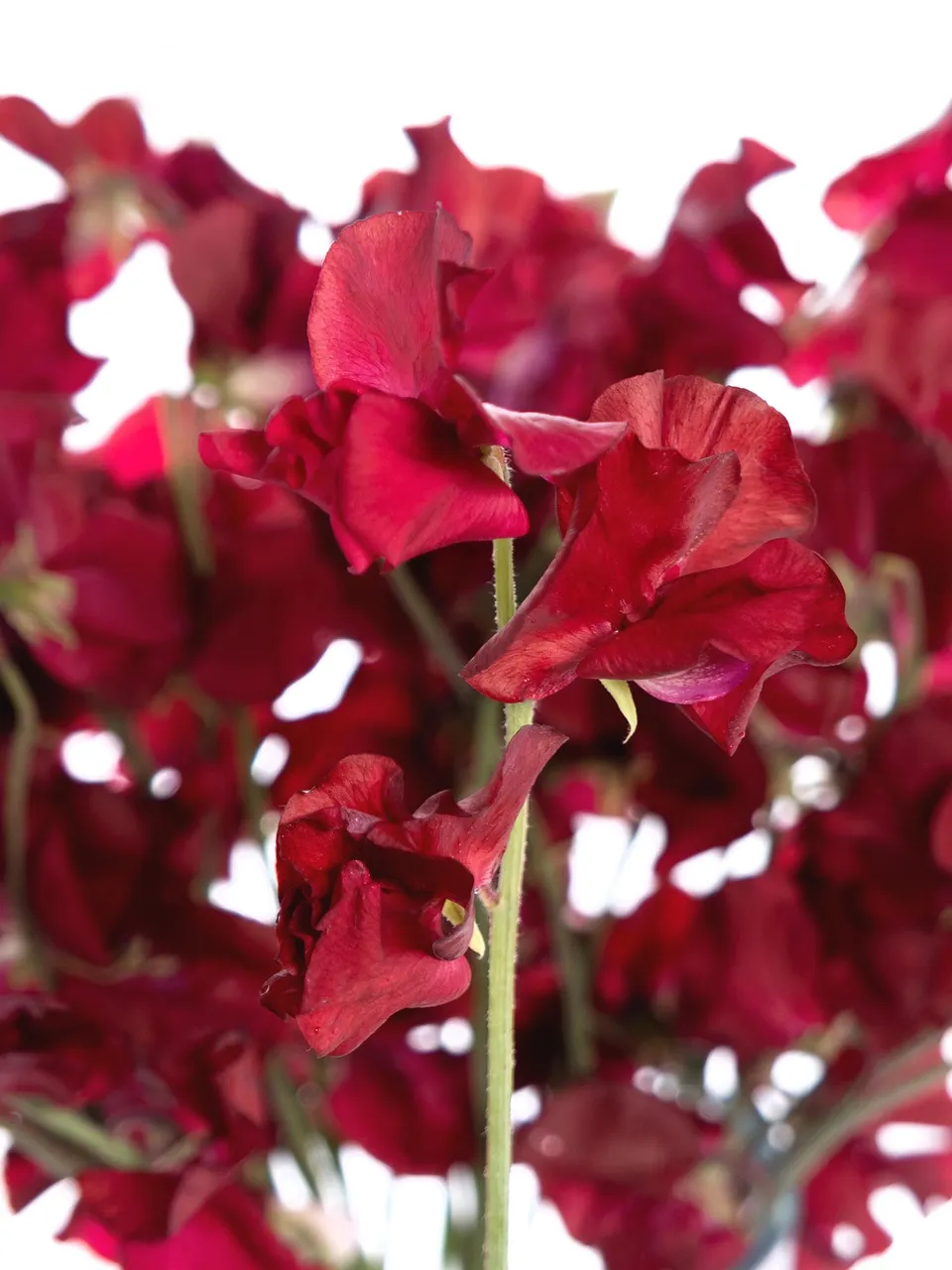 blumigo-wicken-parfum-deep-red-schnittblumen-dunkelrot-duftend image 1