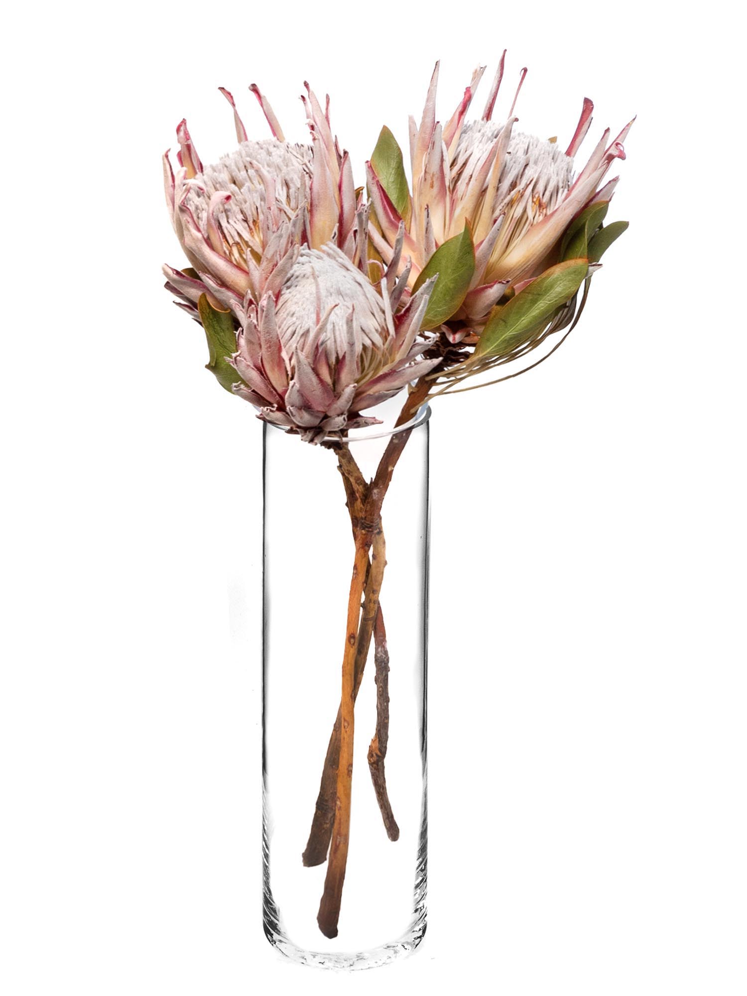 blumigo-trockenblumen-k-nigsprotea-cynaroides-rosa-creme image 2