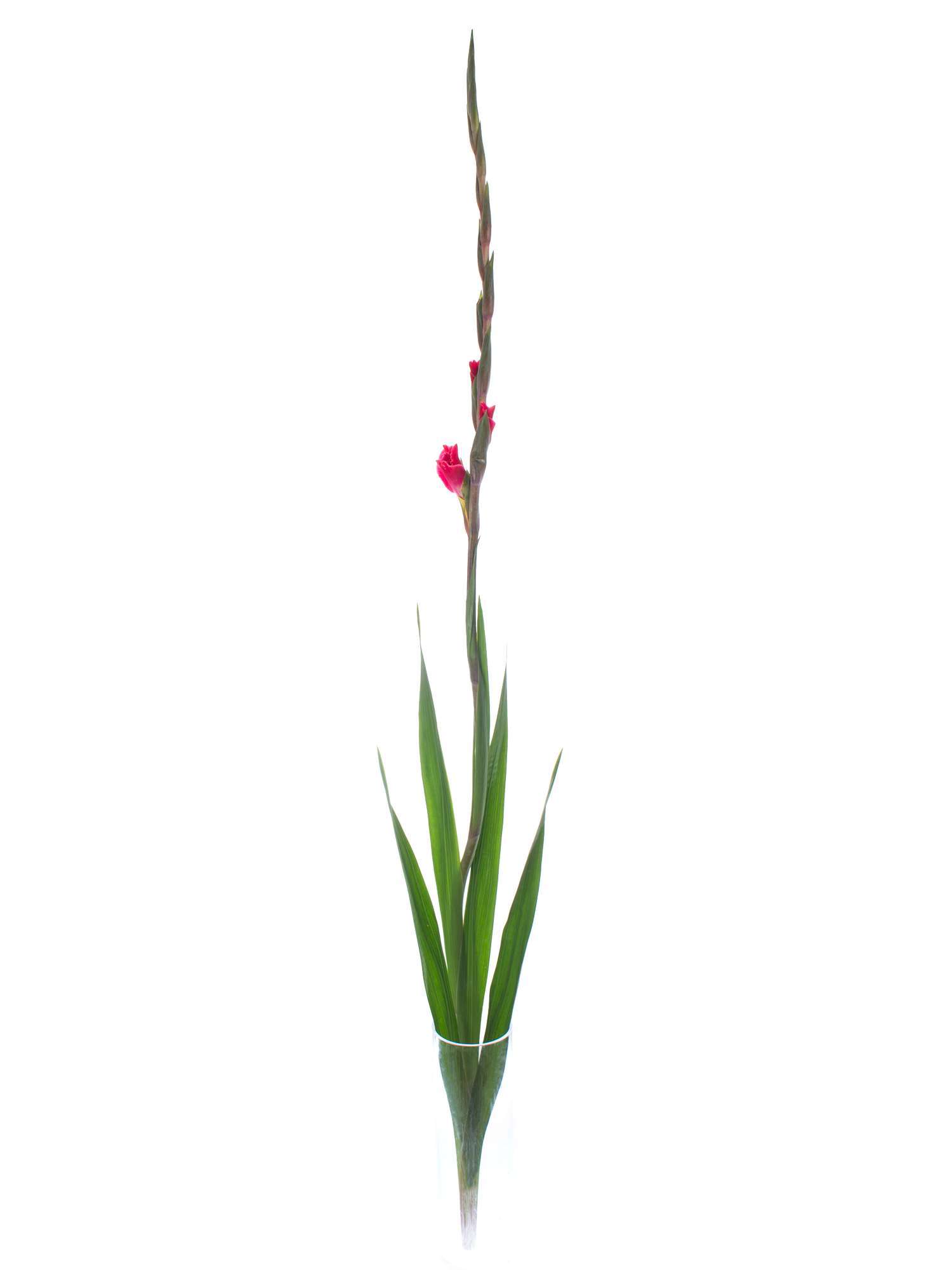 blumigo-gladiolen-t512-schnittblumen-pink image 3
