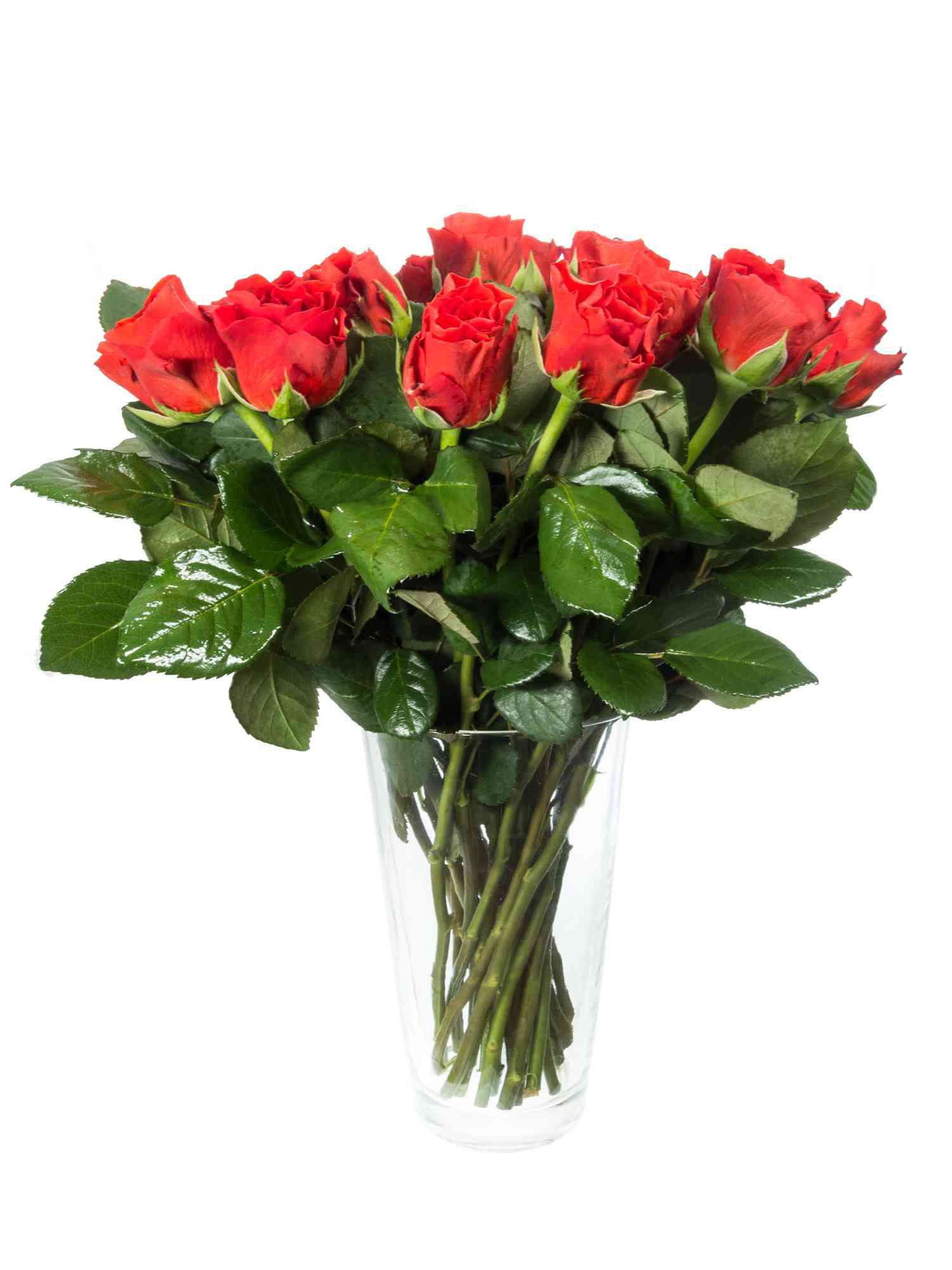 blumigo-rosen-el-torro-schnittrose-rot-gro-blumig image 2
