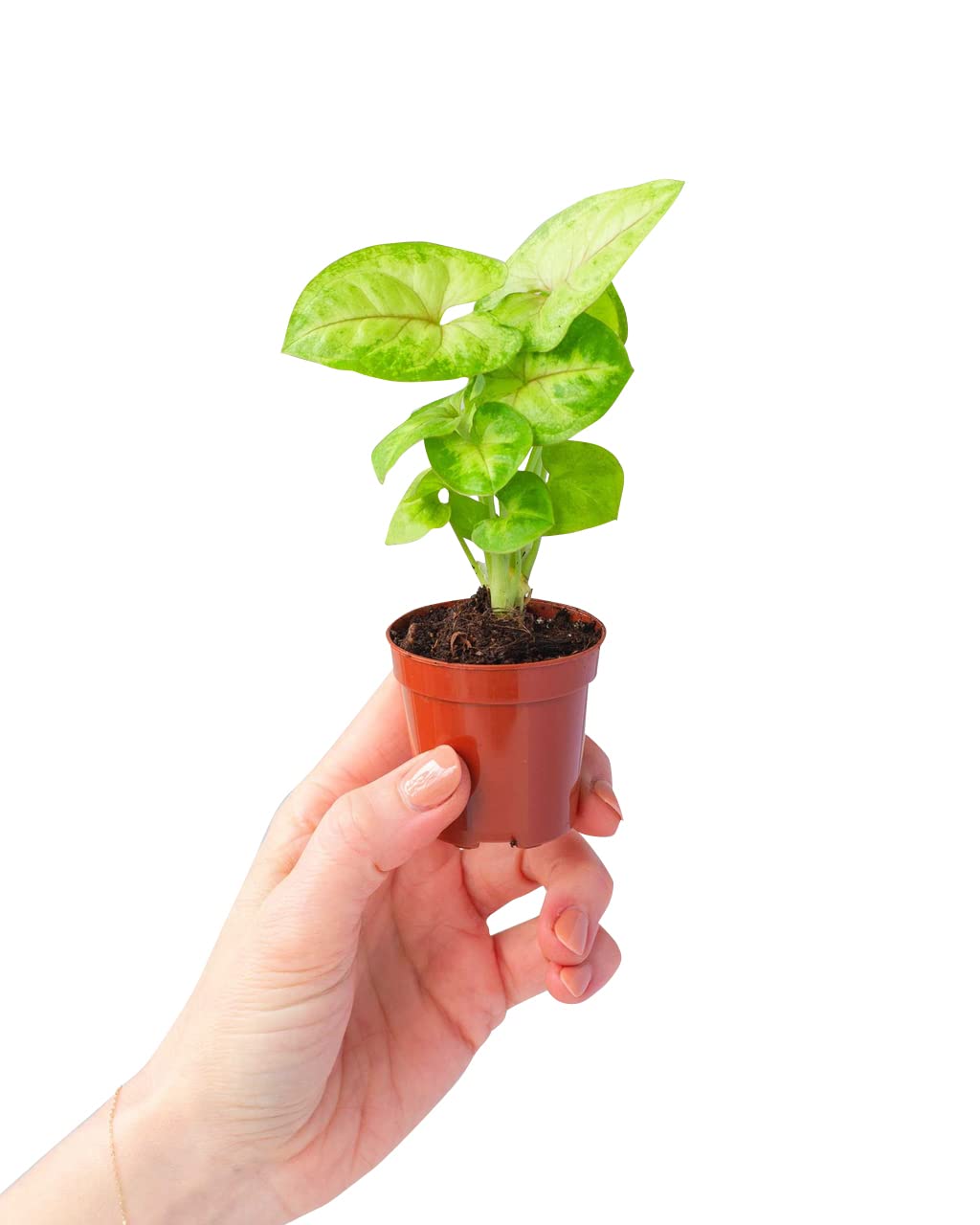 plnts-babyplnts-syngonium-mango-allusion-zimmerpflanze-6cm-topf image 1