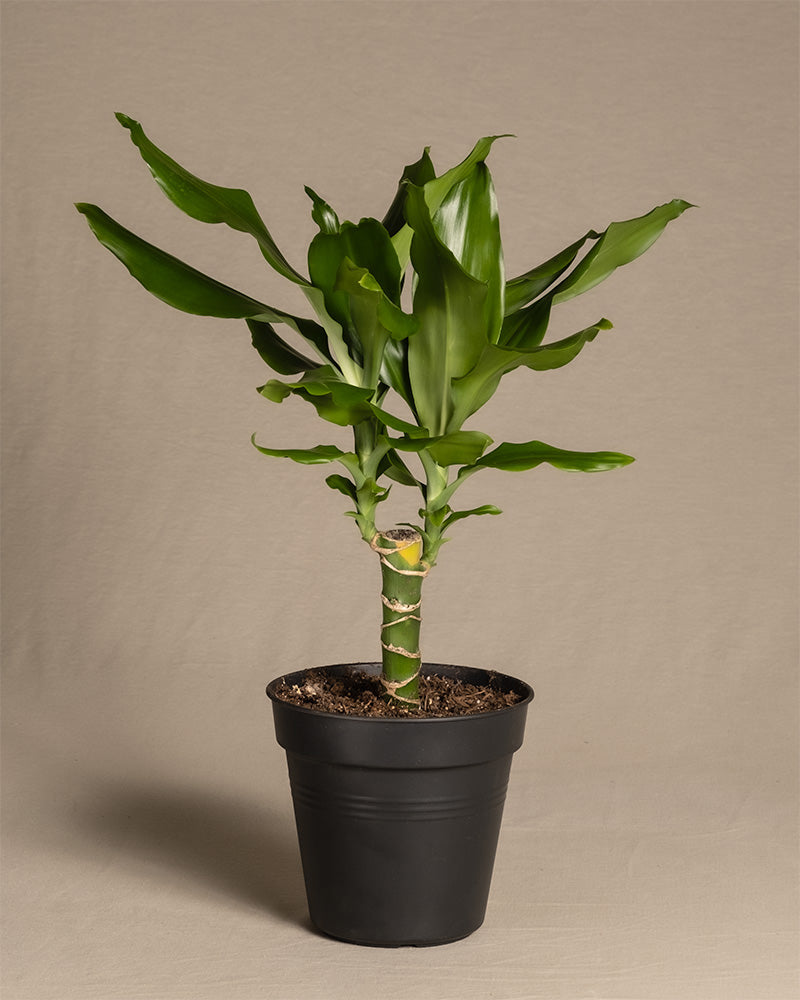 feey-drachenbaum-dracaena-fragrans-zimmerpflanze-klein-ohne-topf image 3