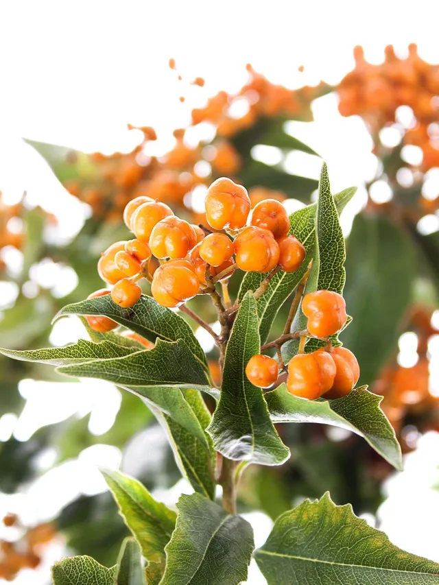 blumigo-blattwerk-pittosporum-rombifoglia-bindegr-n-orange image 1