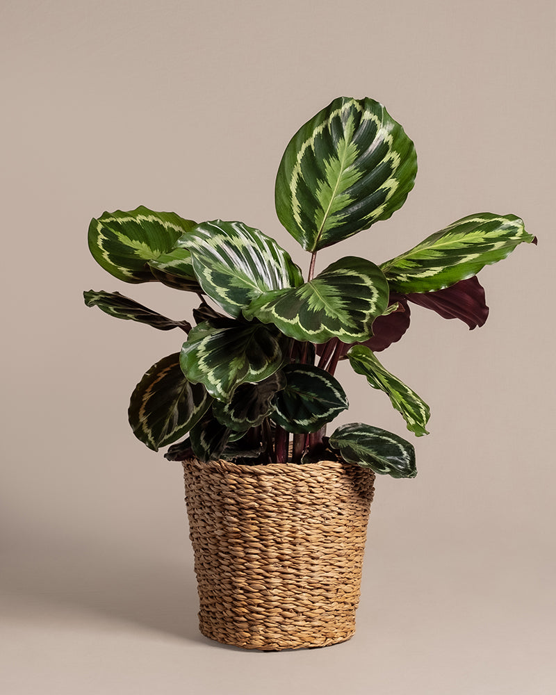 feey-kesat-pflanzkorb-seegras-25-cm-natur-geflochten image 4
