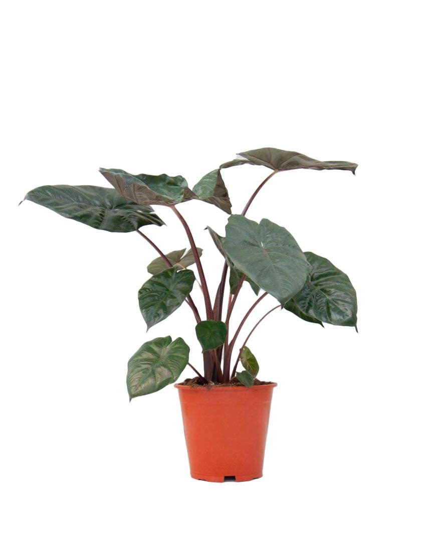 plnts-rareplnts-alocasia-yucatan-princess-zimmerpflanze-40-cm image 1