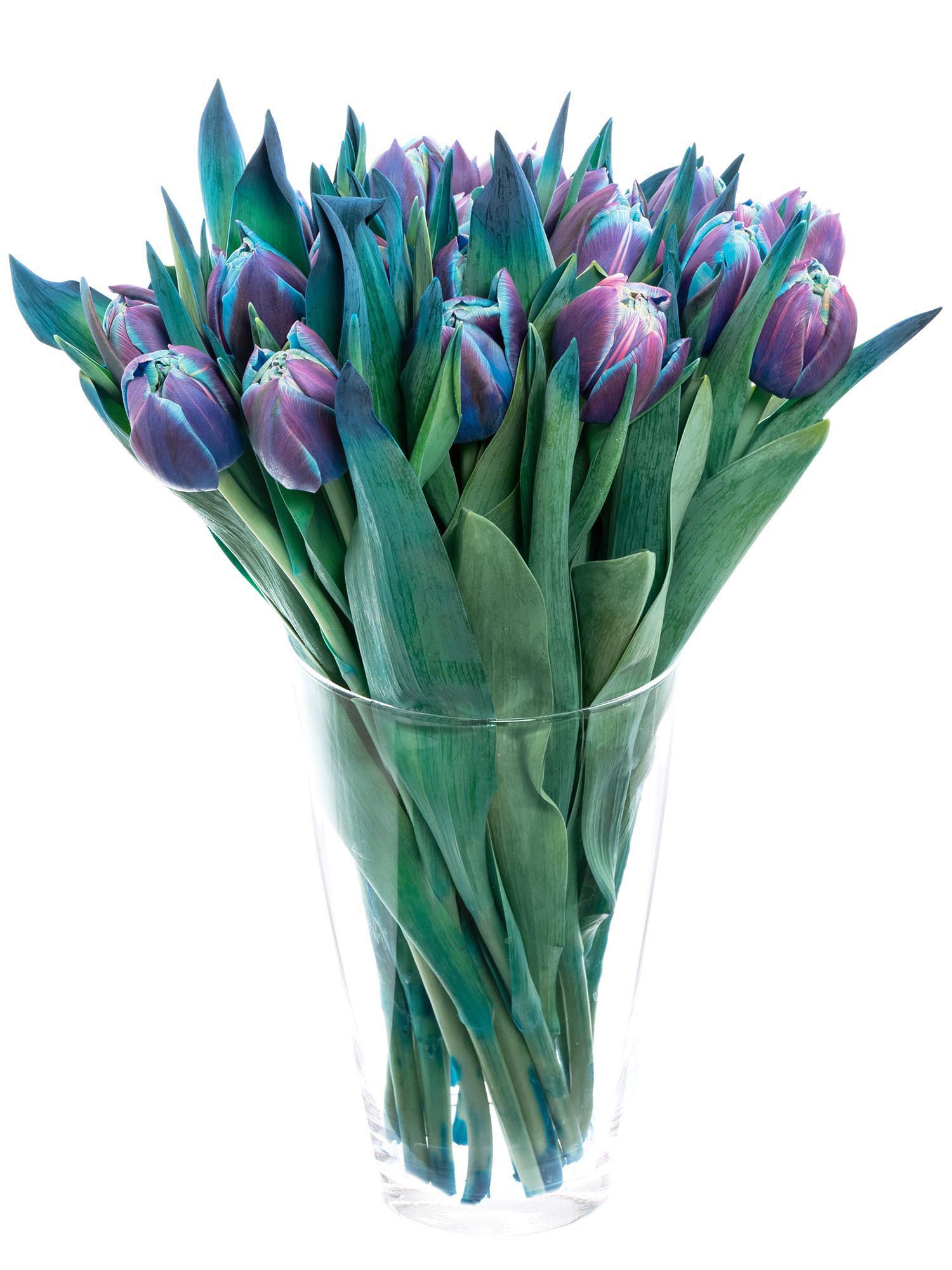 blumigo-tulpen-double-bubble-gef-llte-tulpen-blau image 7