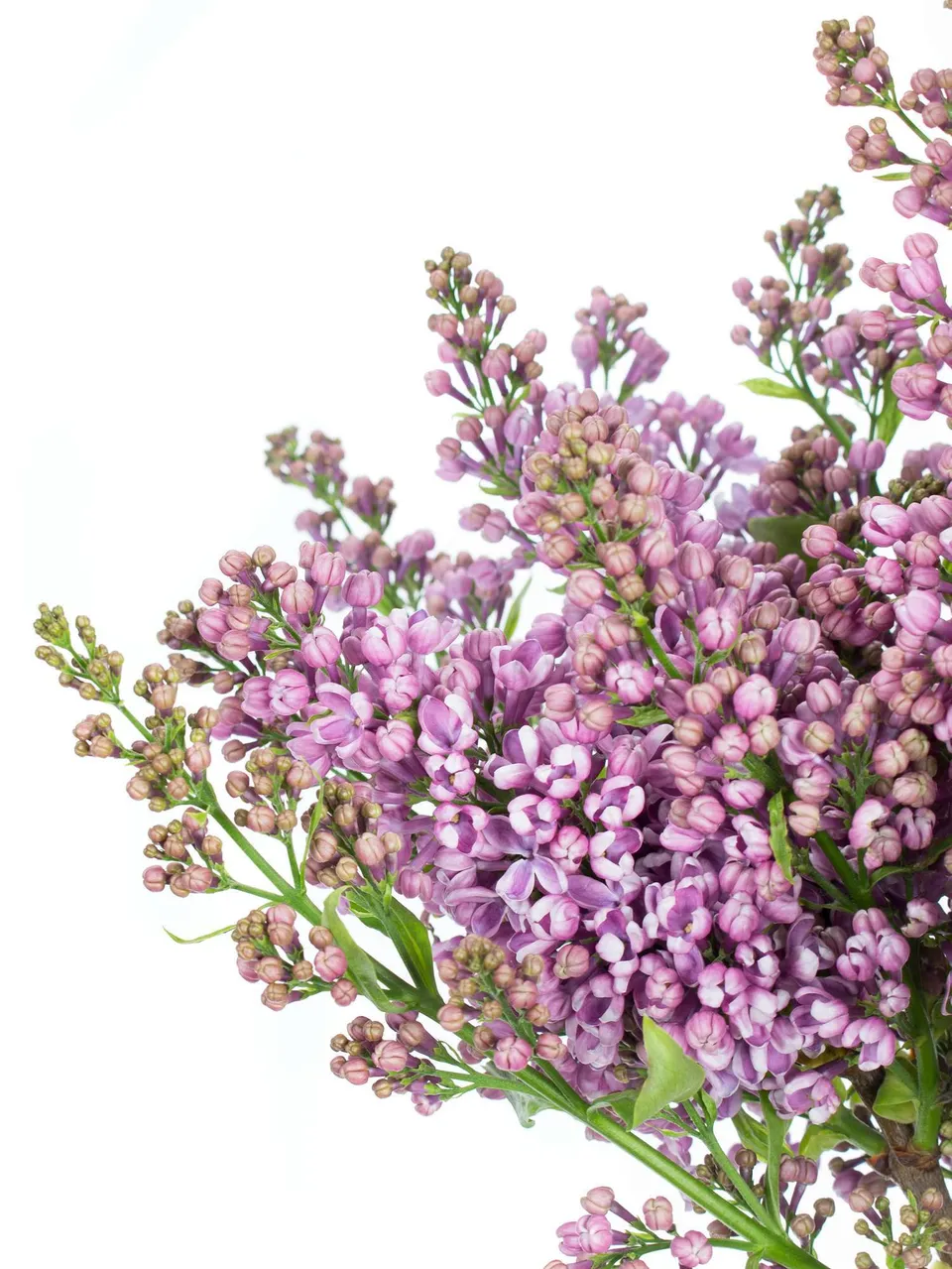 blumigo-zweige-flieder-horstenstein-schnittblume-violett image 1
