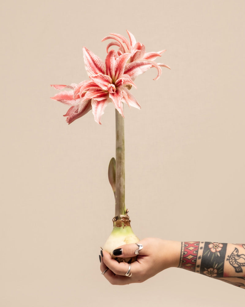 feey-amsterdam-amaryllis-blumenzwiebel-ohne-bertopf-winterbl-her image 1