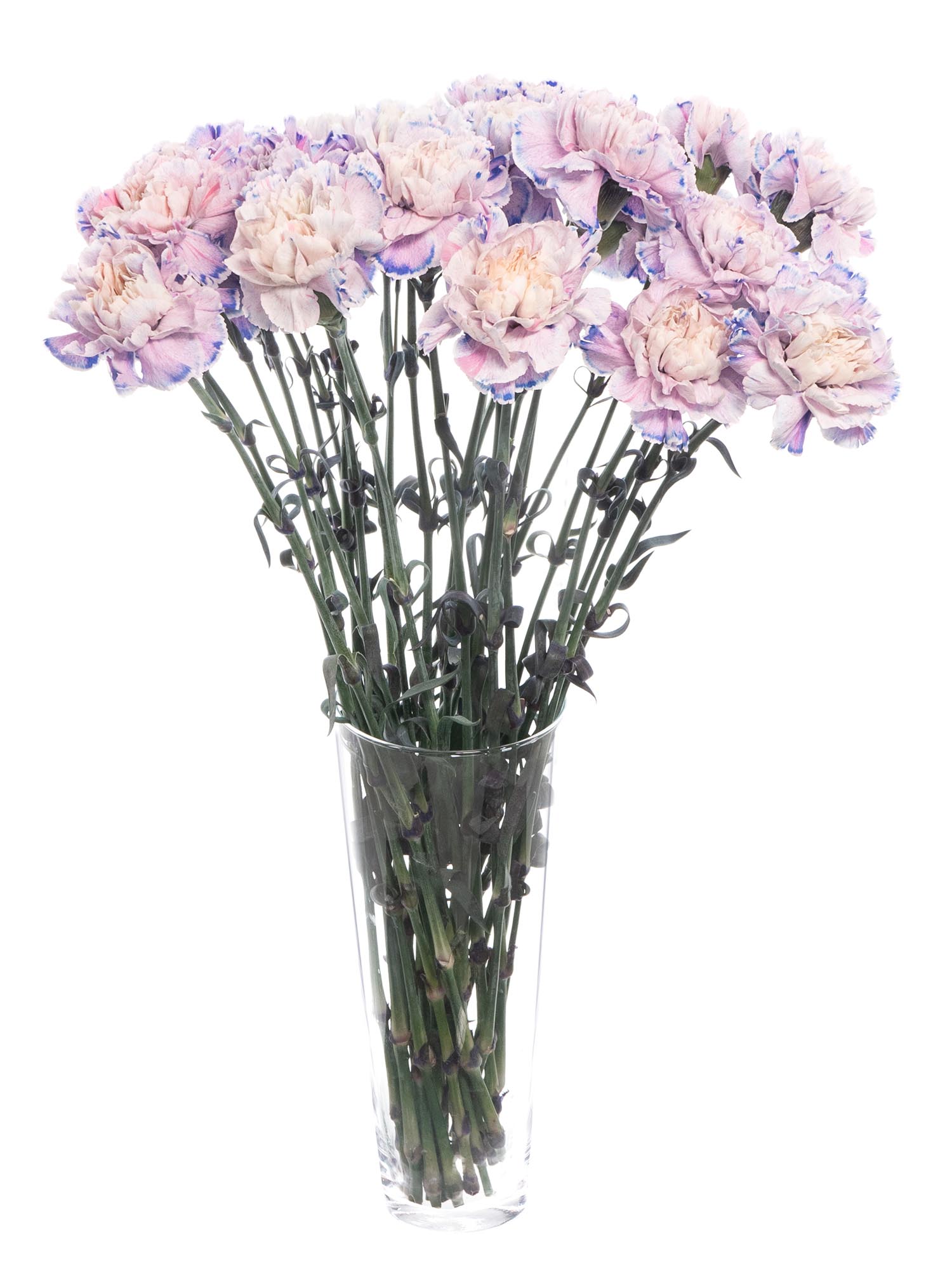 blumigo-nelken-edelnelken-savage-schnittblumen-blau-grau image 2