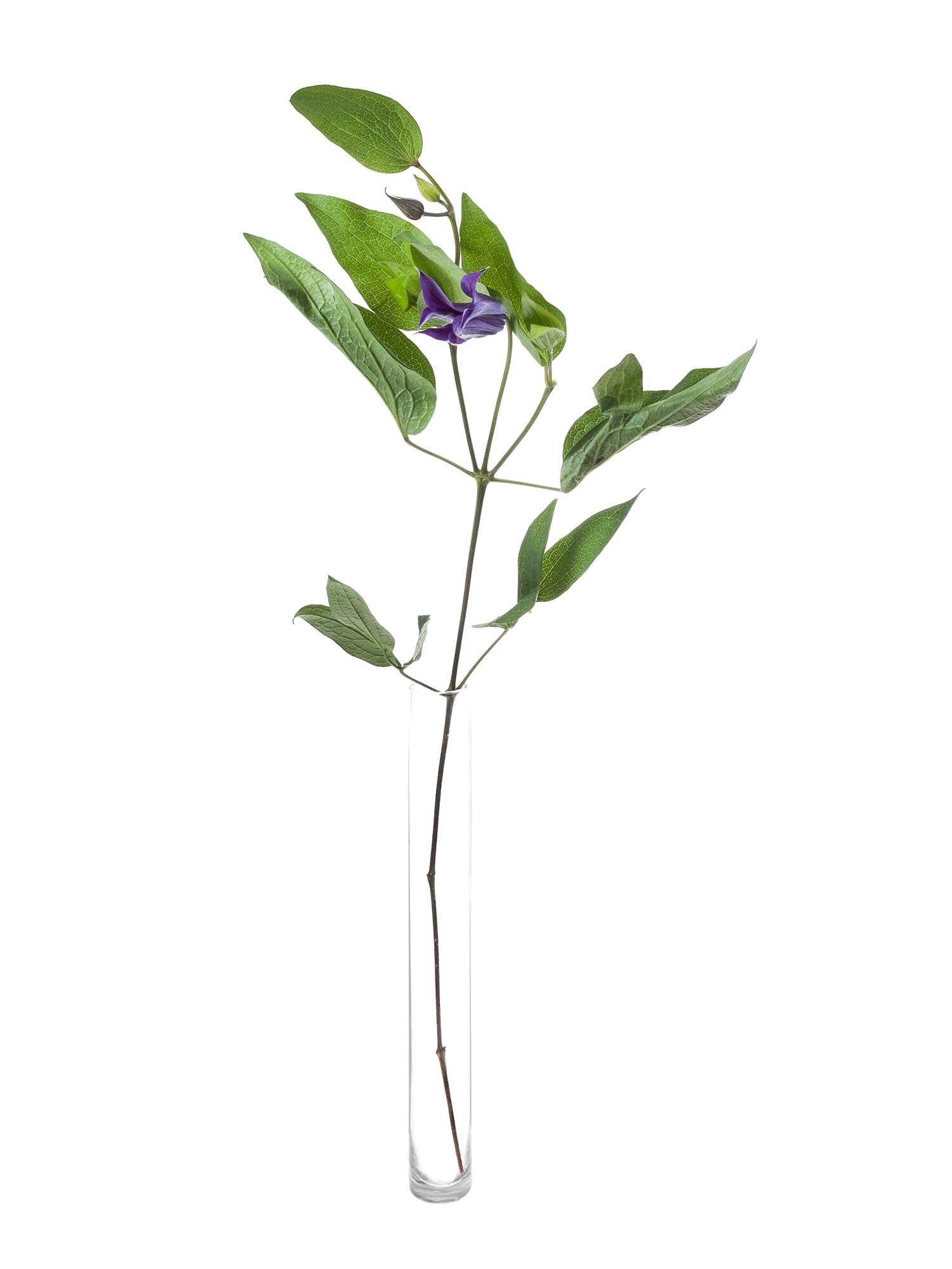 blumigo-blattwerk-clematis-amazing-oslo-violett-schnittblume image 3