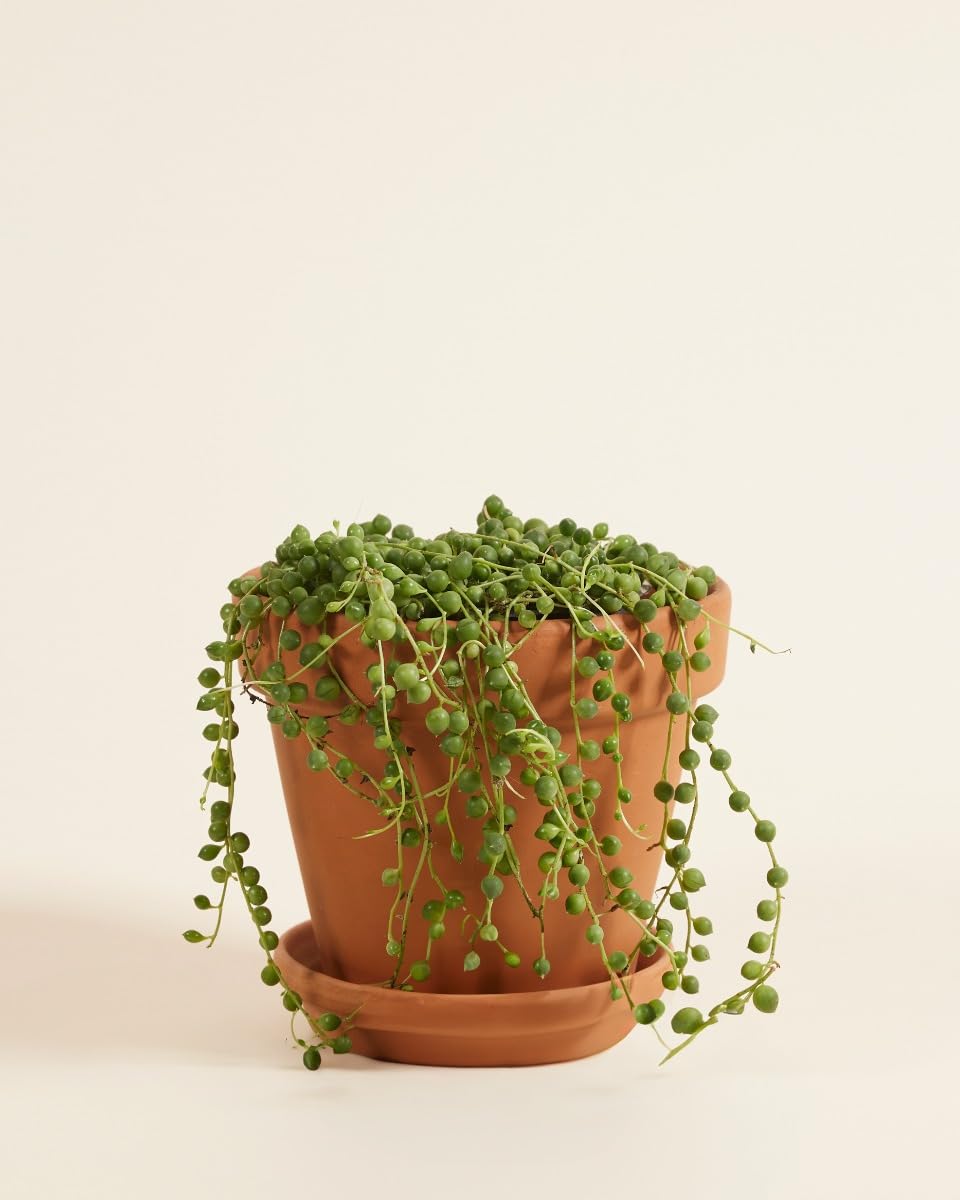 plnts-rareplnts-senecio-rowleyanus-h-ngepflanze-20cm-perlenschnur image 3
