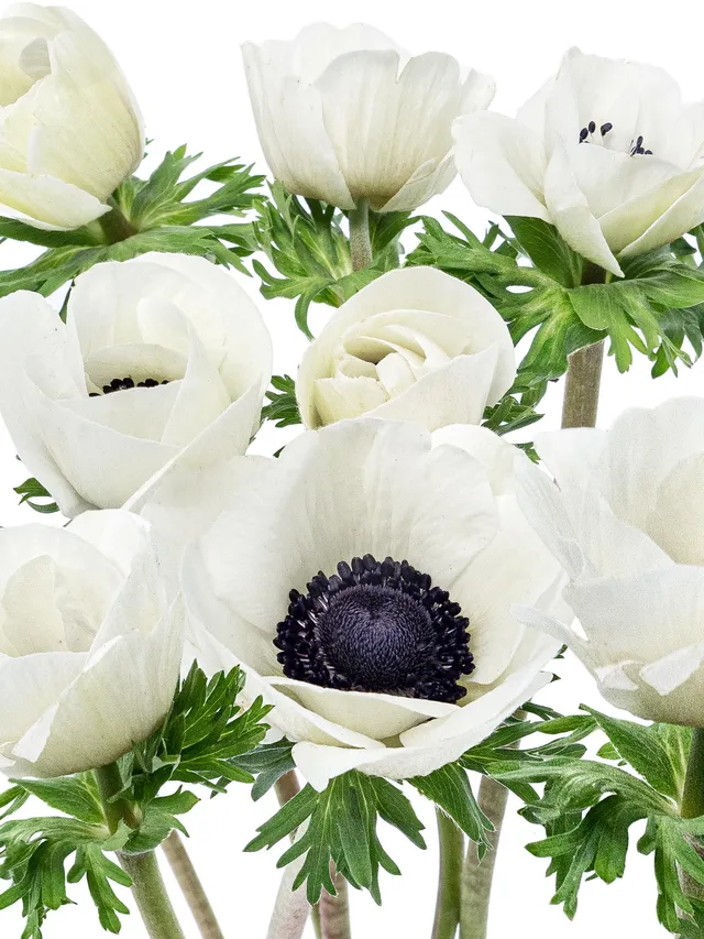 blumigo-anemonen-schnittblumen-wei-frisch image 1