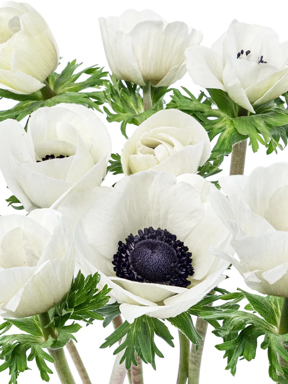 blumigo-anemonen-schnittblumen-wei-frisch image 1