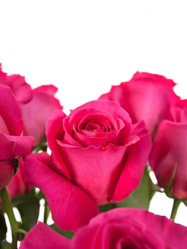 blumigo-rosen-pink-floyd-rose-pink-gro-bl-tig image 1