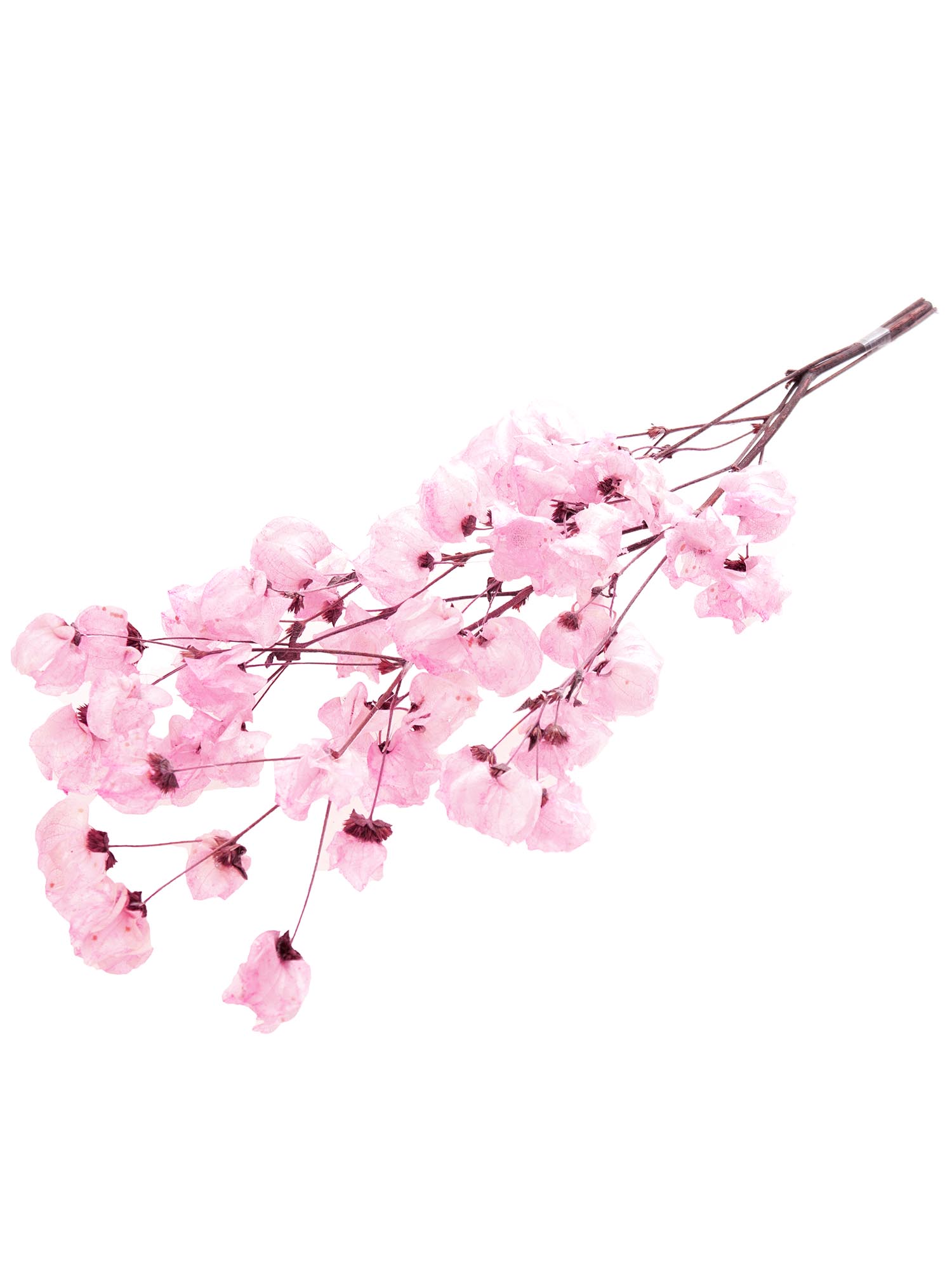 blumigo-trockenblumen-bougainvillea-drillingsblume-rosa image 2