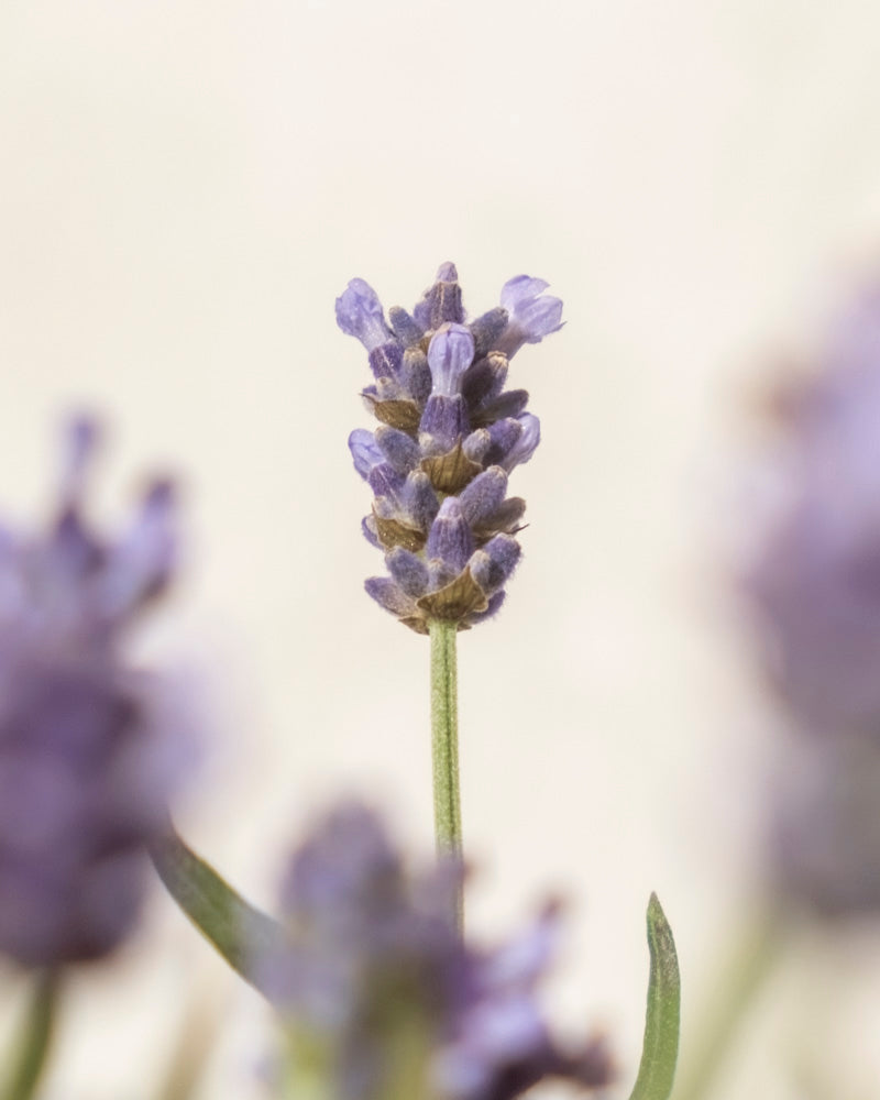 feey-amsterdam-lavendel-hidcote-blue-ohne-topf-winterhart image 5
