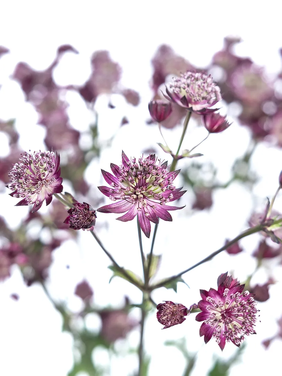 blumigo-blattwerk-astrantia-roma-sterndolde-altrosa-schnittblume image 1