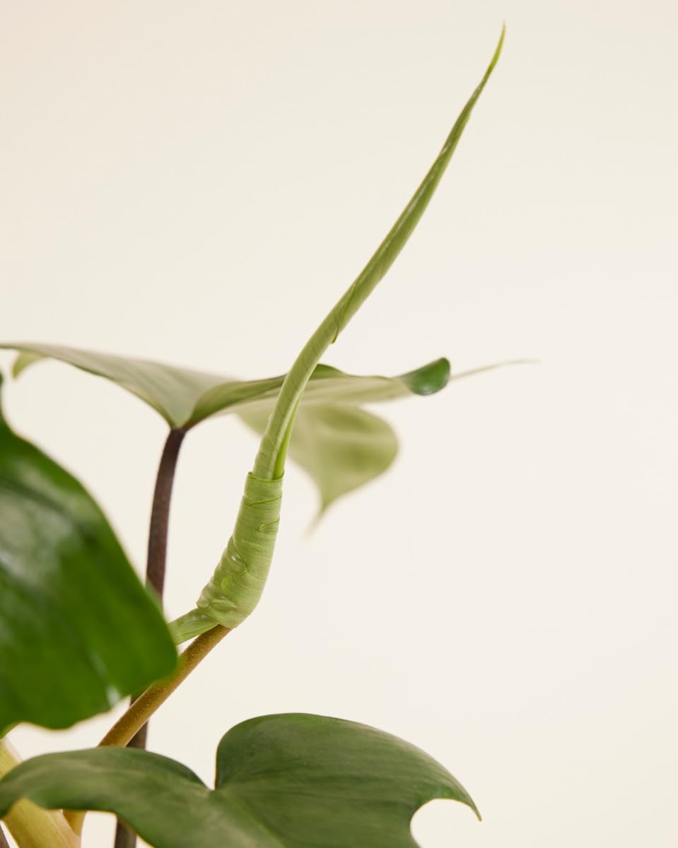 plnts-rareplnts-philodendron-florida-beauty-green-zimmerpflanze-12cm image 4