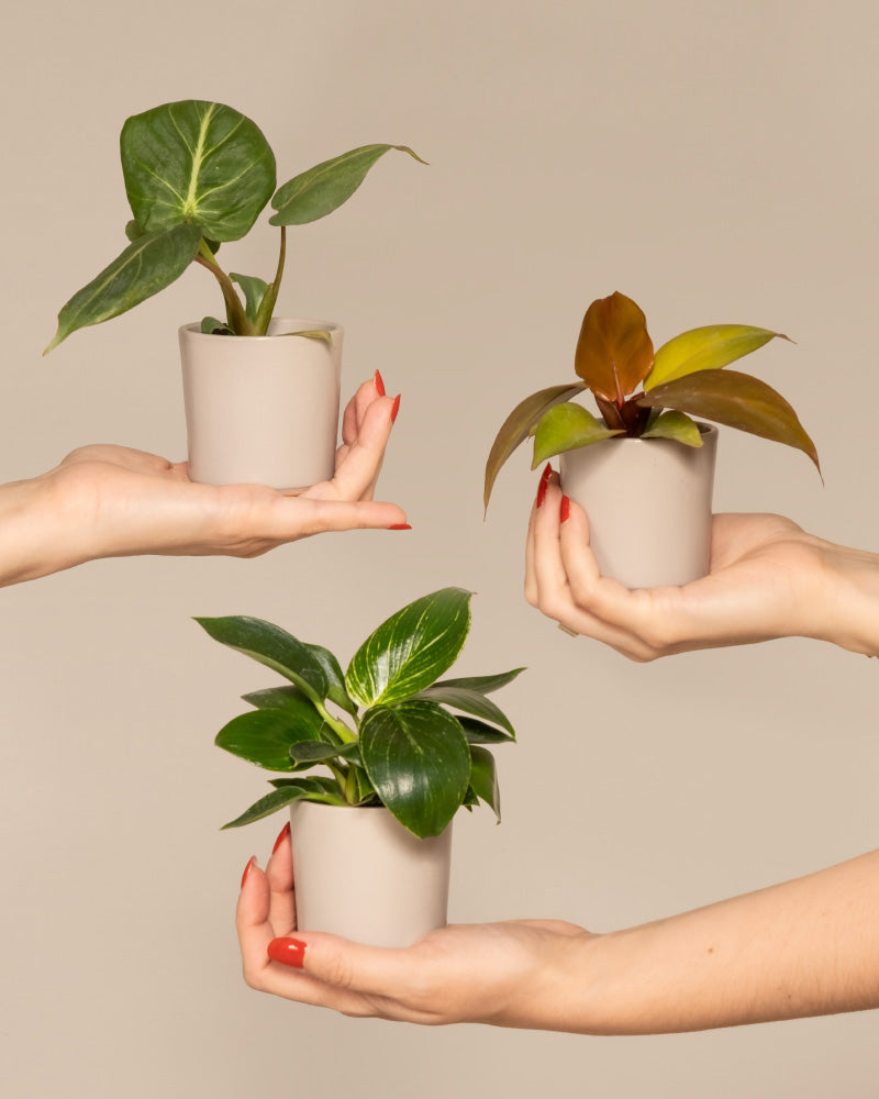 feey-variado-babypflanzen-trio-philodendron-zimmerpflanze-ohne-bertopf image 1