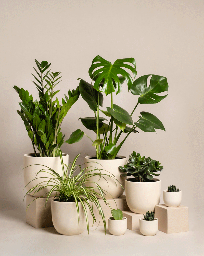 feey-variado-homeoffice-pflanzen-set-7-zimmerpflanzen image 6