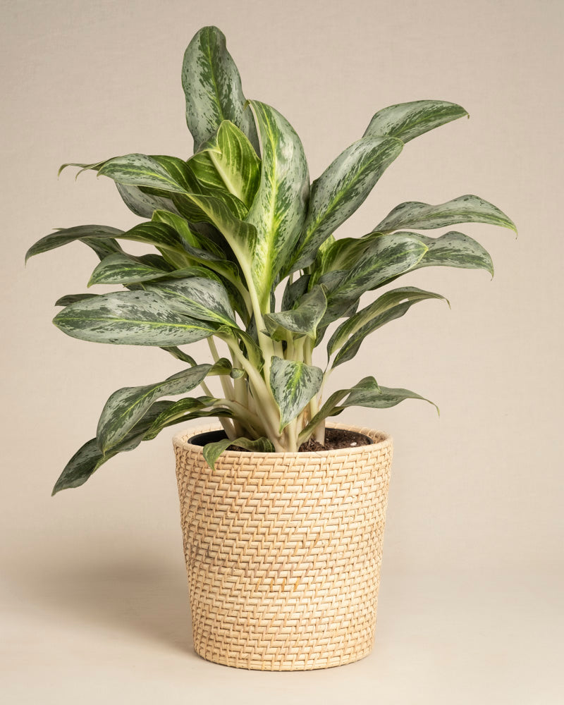 feey-variado-aglaonema-emerald-stone-zimmerpflanze-ohne-bertopf image 5
