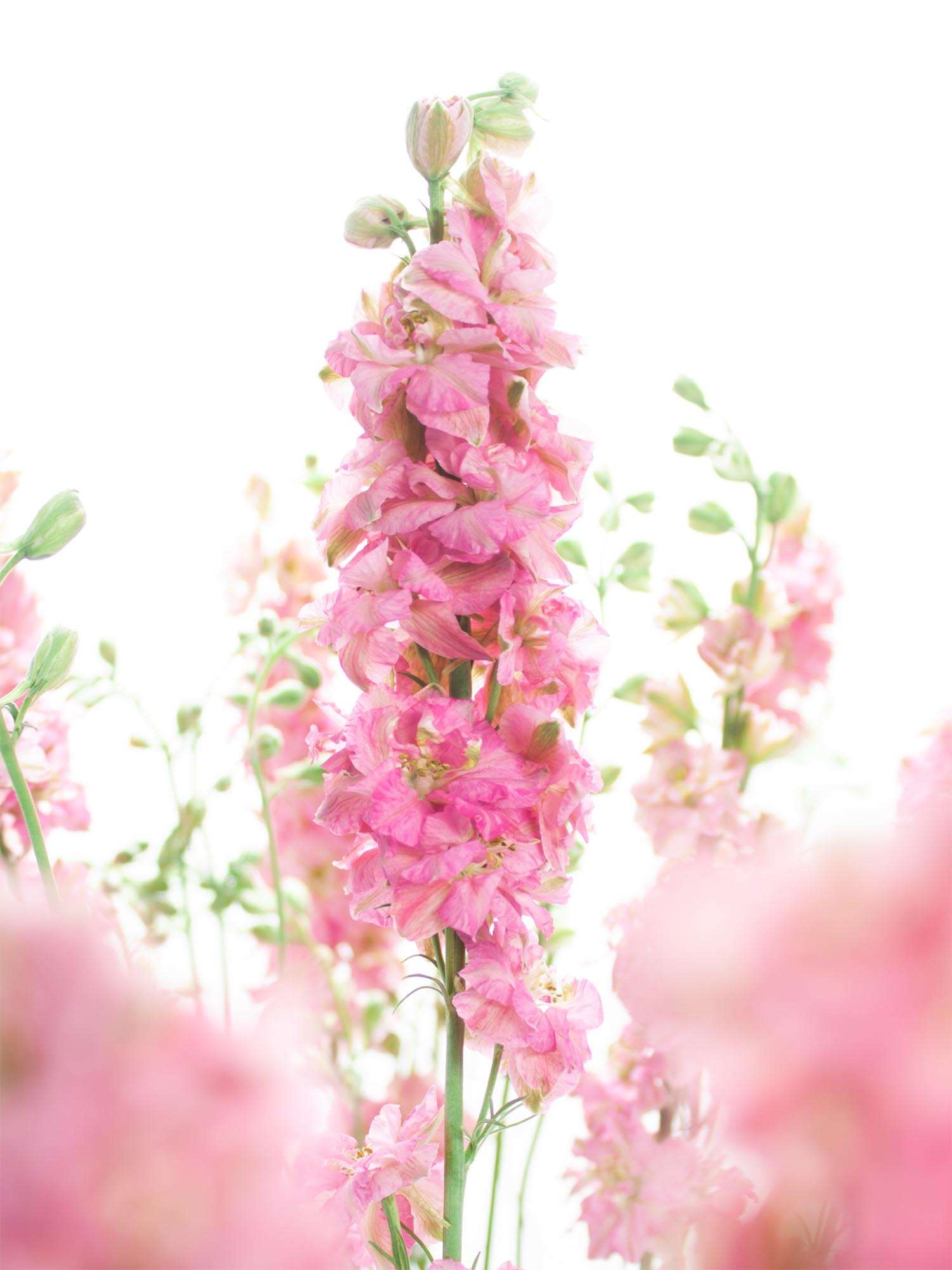 blumigo-l-wenm-ulchen-rittersporn-qis-pink-rosa image 1