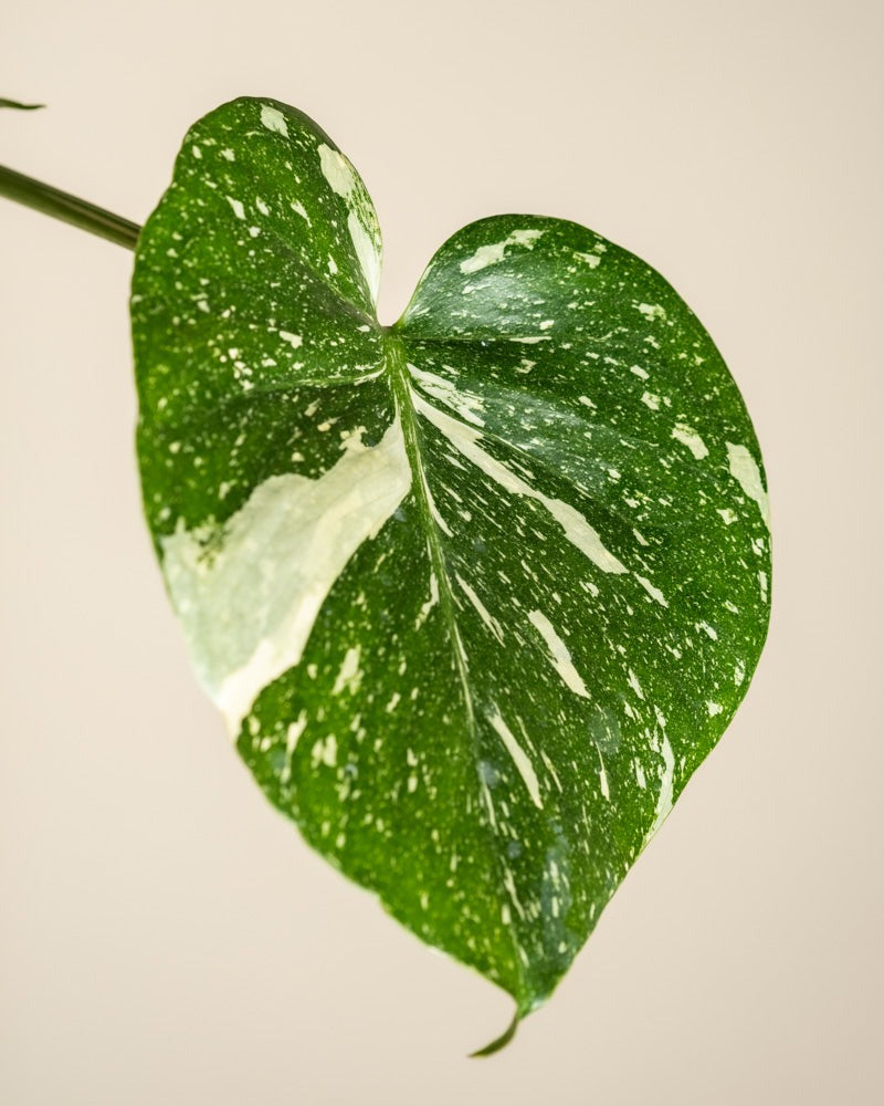 feey-variado-monstera-rarit-ten-duo-thai-flame-set image 2
