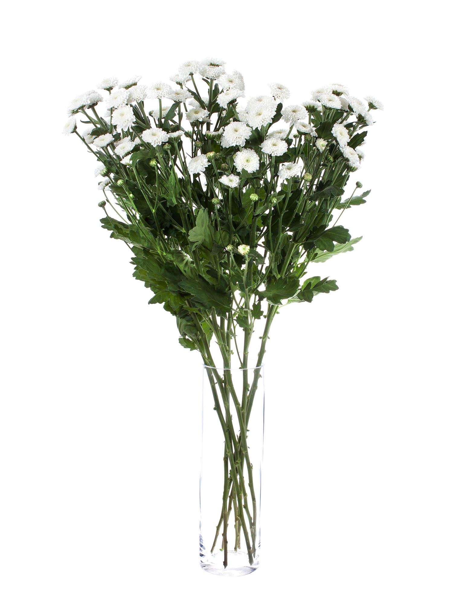 blumigo-chrysanthemen-coconut-verzweigt-wei-e-schnittblume image 2