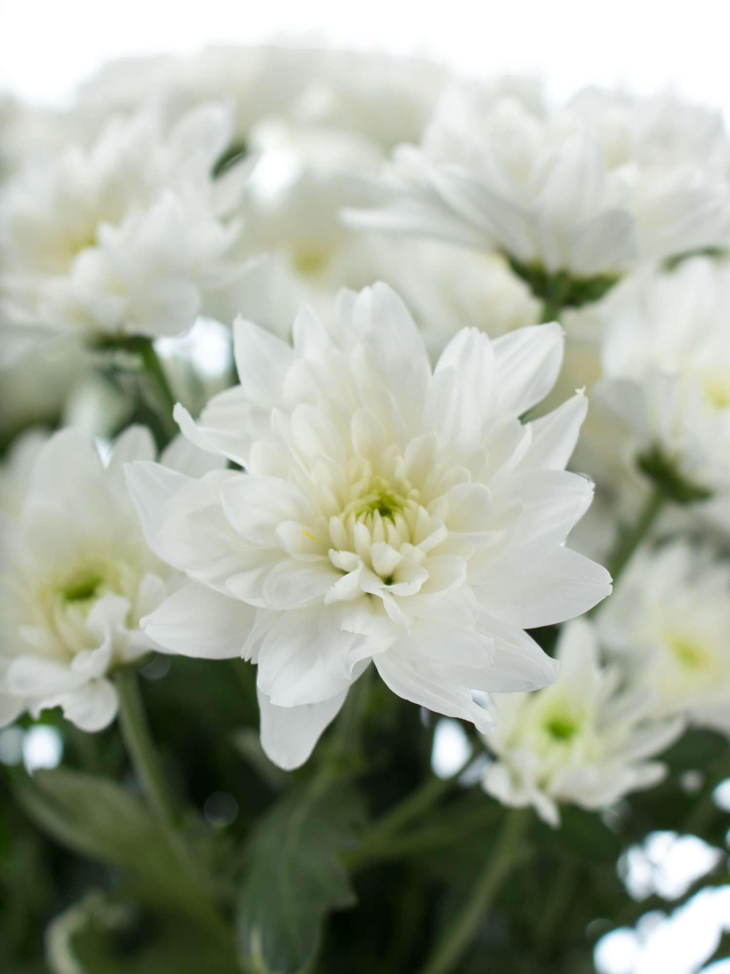 blumigo-chrysanthemen-baltica-verzweigt-wei-schnittblume image 4