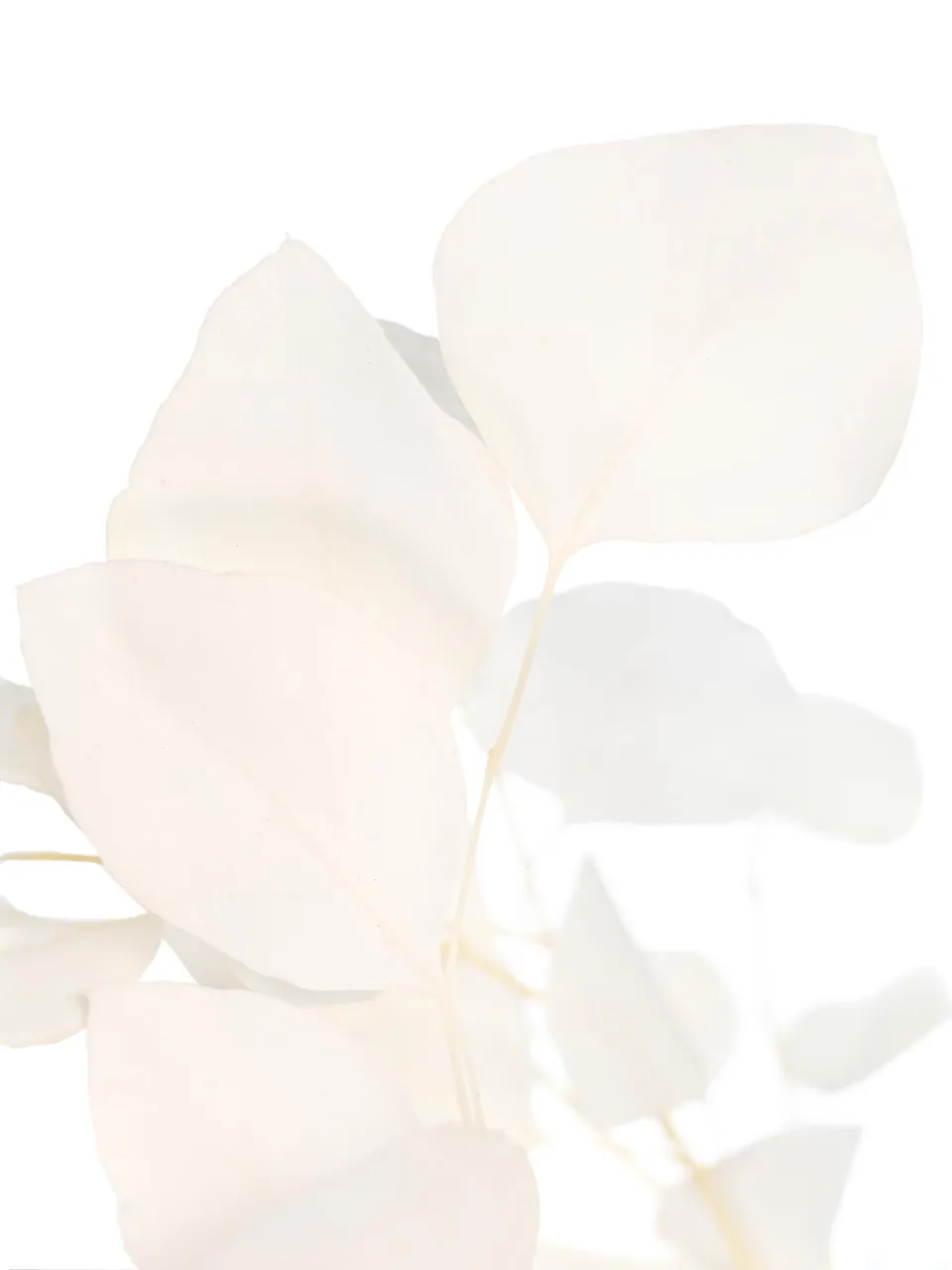 blumigo-eukalyptus-silver-dollar-wei-trockenblumen image 1