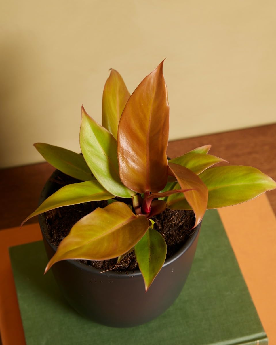 plnts-rareplnts-philodendron-prince-of-orange-zimmerpflanze-12cm image 5