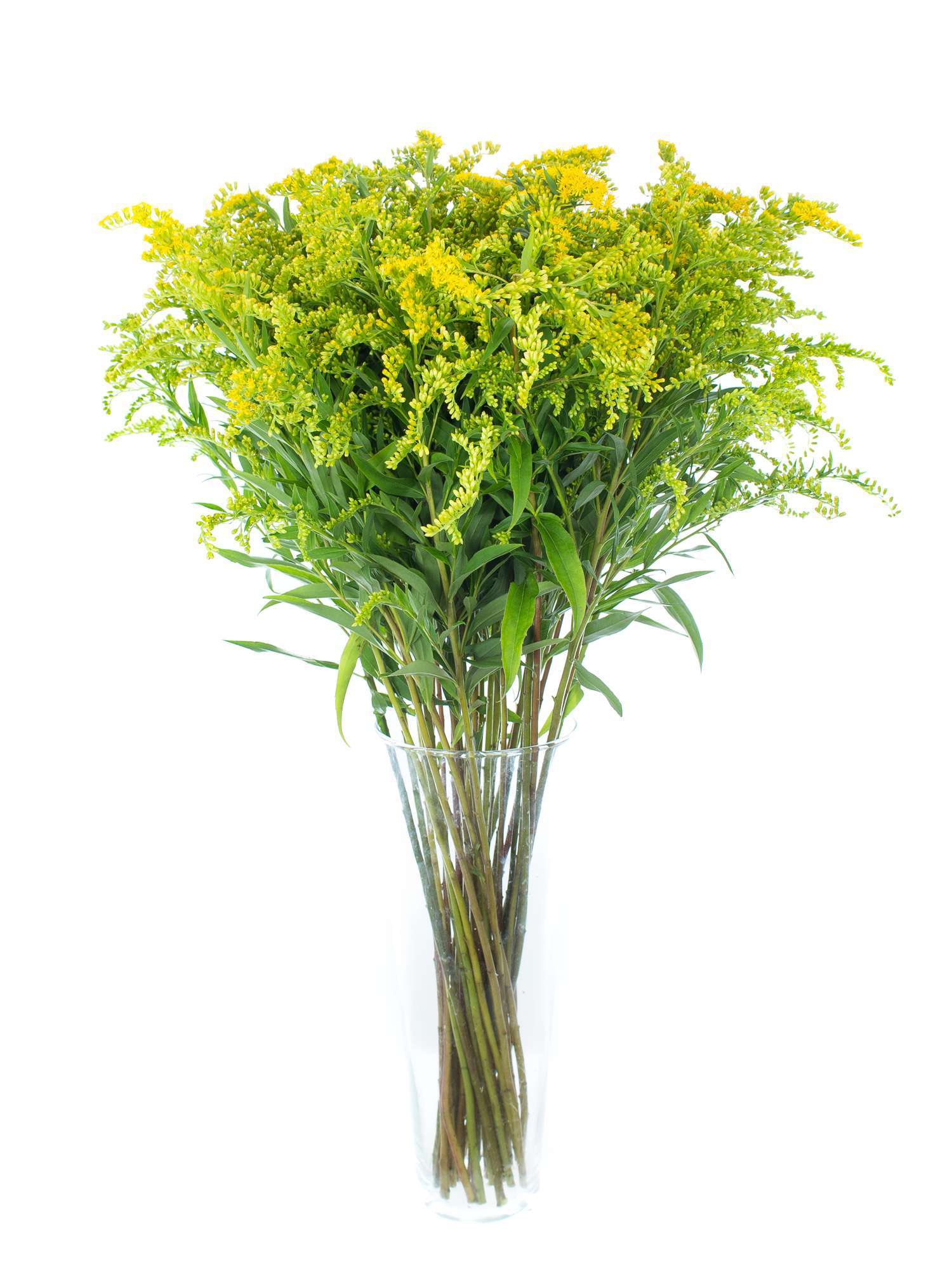 blumigo-blattwerk-solidago-goldrute-gelb-schnittblume-einzeln image 2
