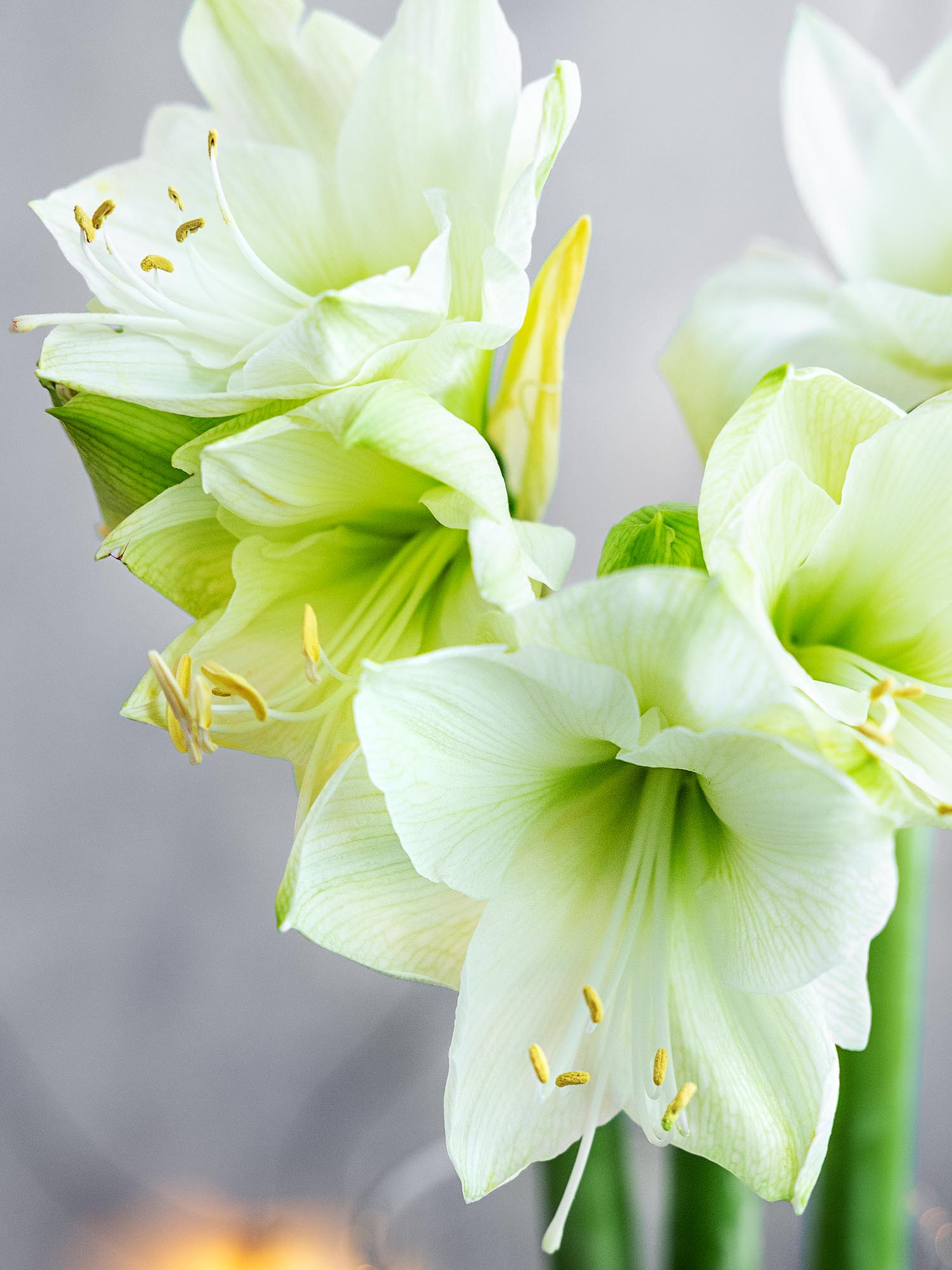 blumigo-amaryllis-casablanca-wei-schnittblume-winter image 2