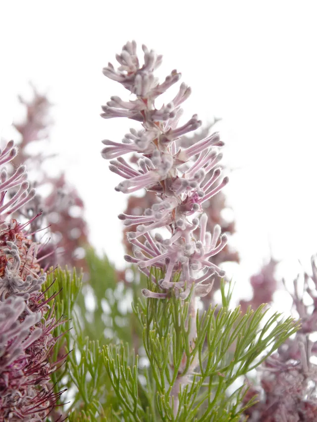 blumigo-proteen-paranomus-dispersus-schnittblume-violett-grau image 1