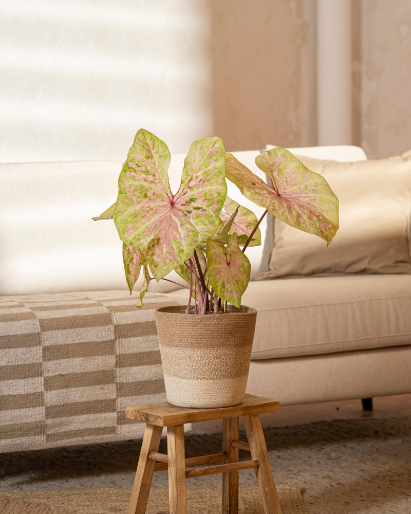 feey-variado-caladium-seafoam-pink-zimmerpflanze-ohne-bertopf image 4