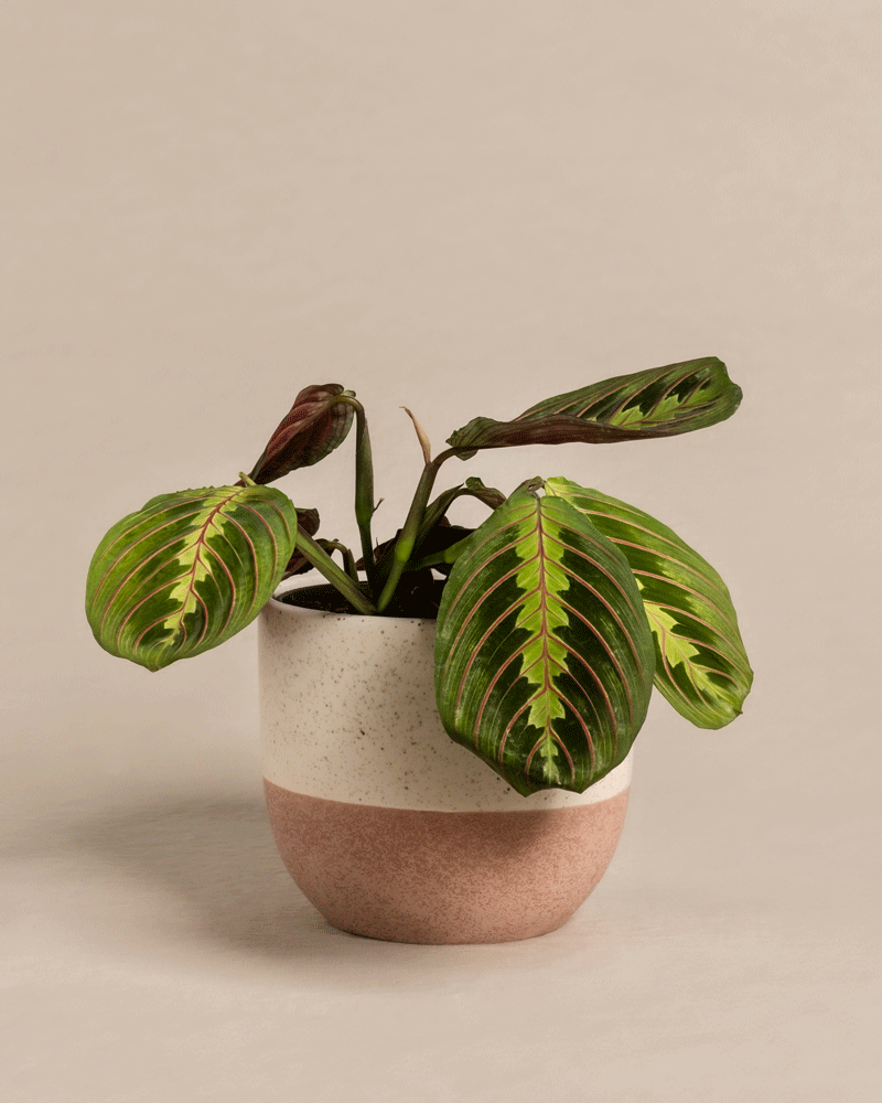 feey-variado-maranta-zimmerpflanze-ohne-bertopf-tierfreundlich image 5