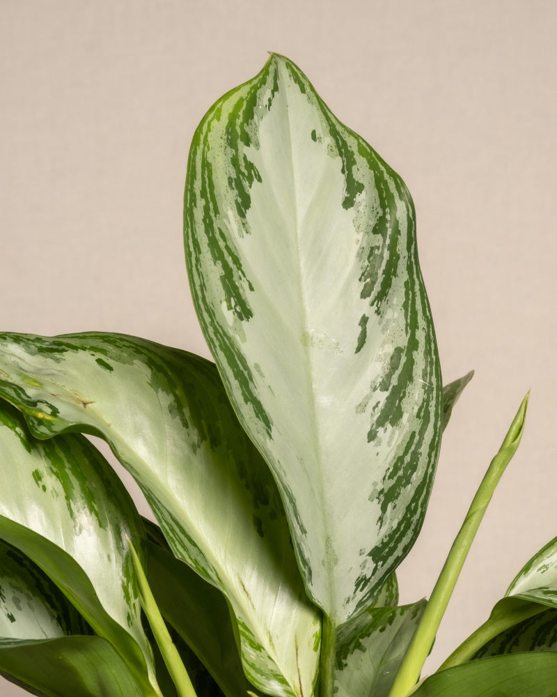 feey-variado-aglaonema-silver-bay-zimmerpflanze-ohne-bertopf image 2