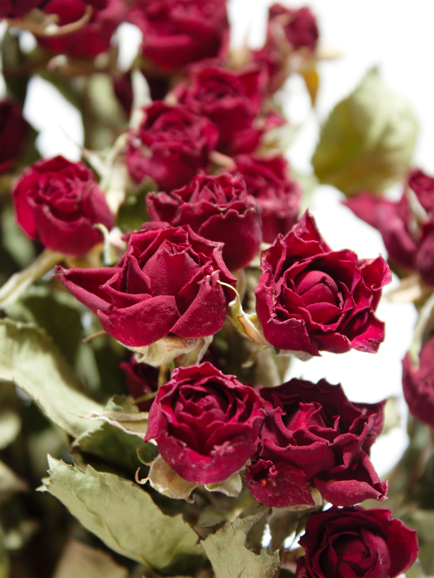 blumigo-verzweigte-rosen-trockenblumen-getrocknet-dunkelrot image 1