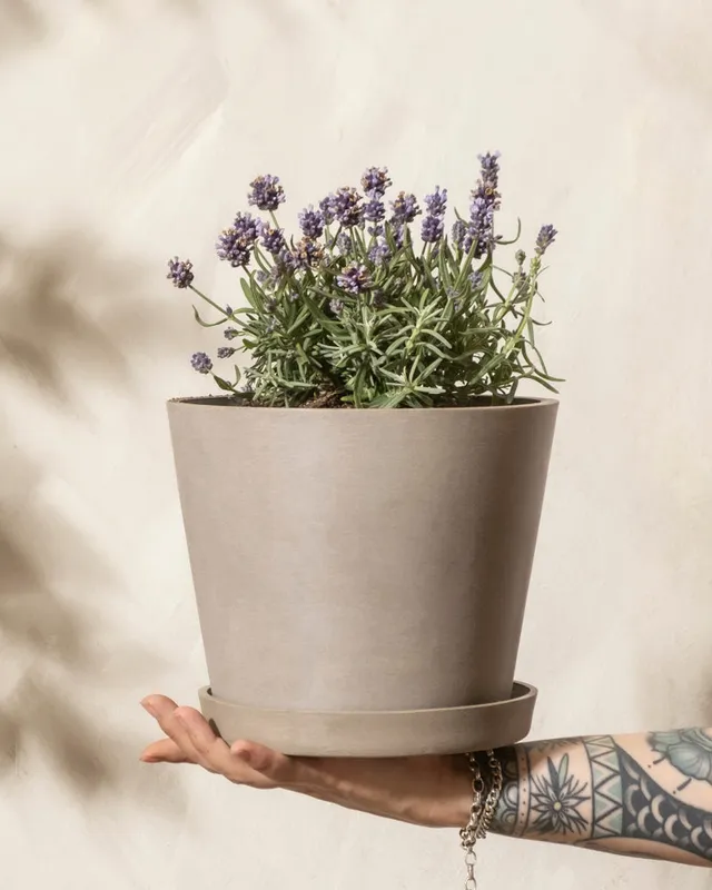 feey-amsterdam-lavendel-hidcote-blue-ohne-topf-winterhart image 1
