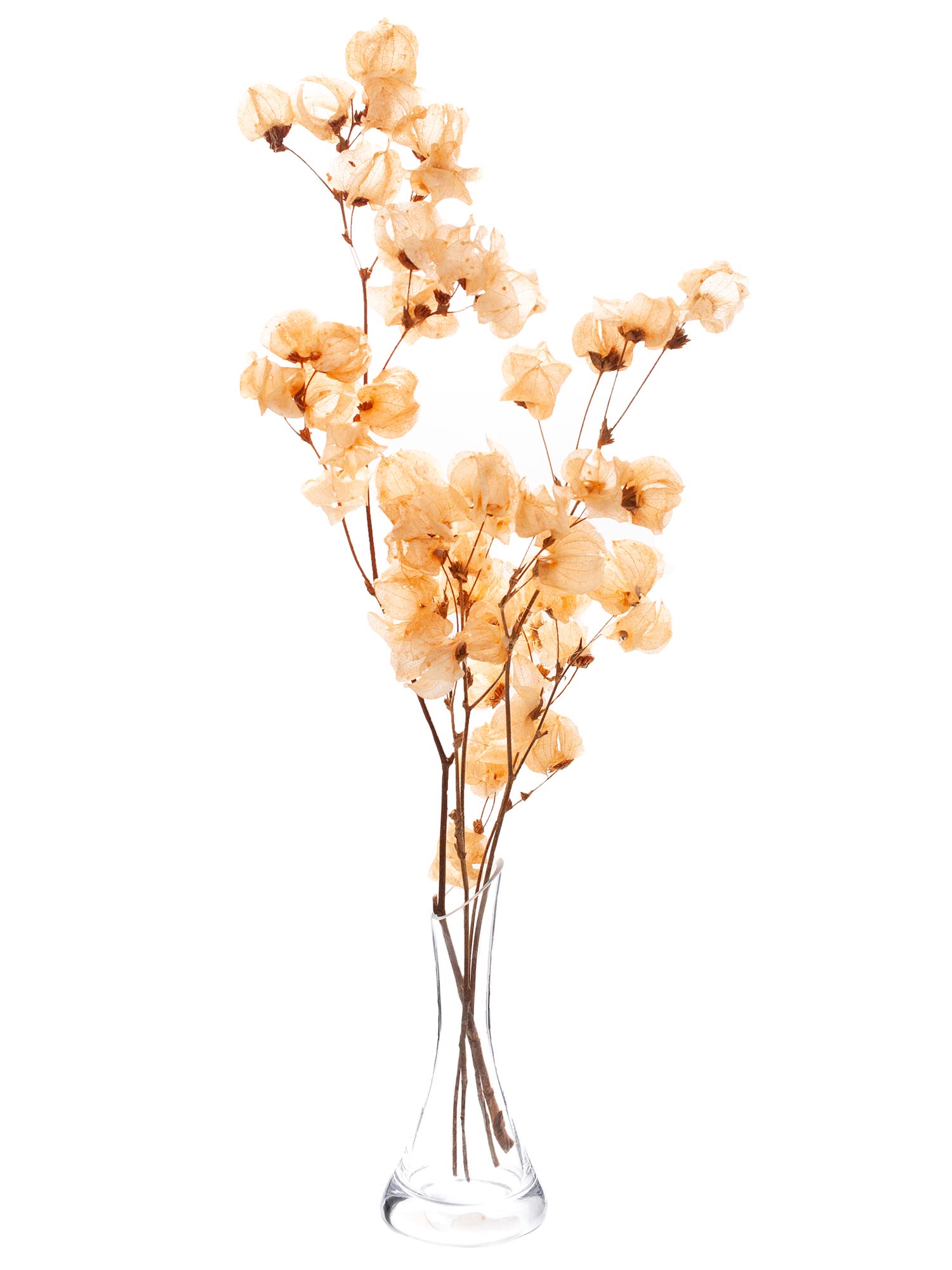 blumigo-trockenblumen-bougainvillea-trockenblume-apricot image 4