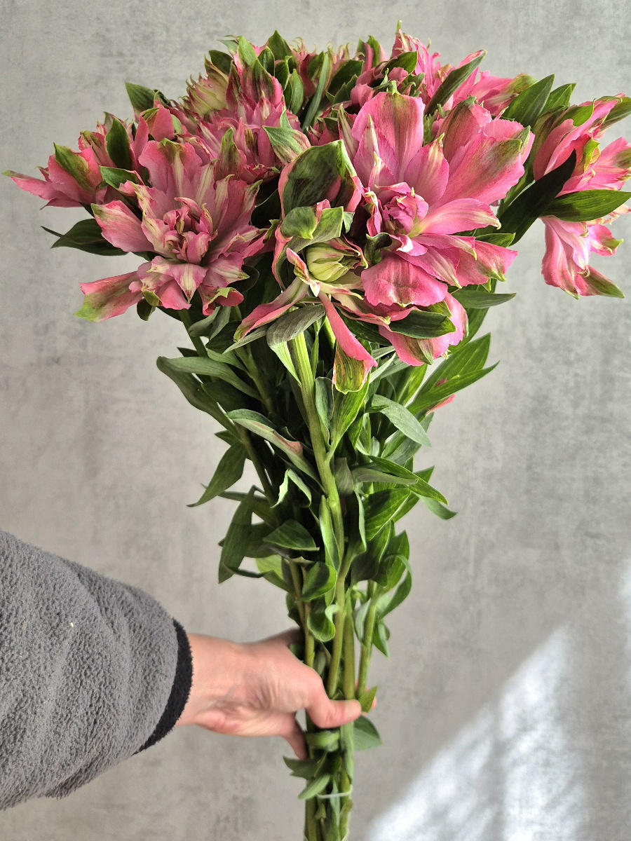blumigo-blattwerk-sofiena-alstromerien-pink-inkalilien image 2