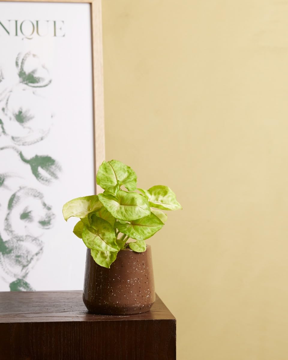 plnts-babyplnts-syngonium-mango-allusion-zimmerpflanze-6cm-topf image 6