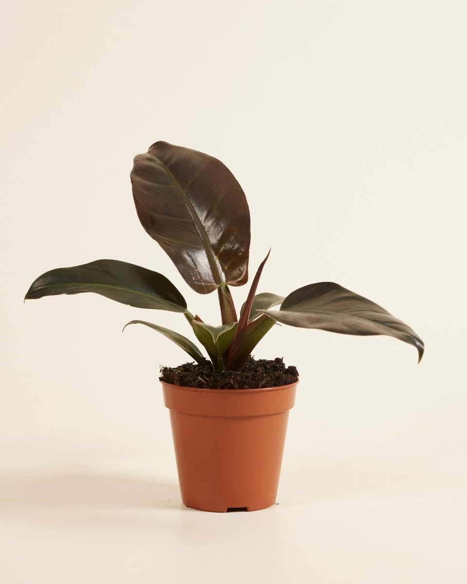 plnts-rareplnts-philodendron-imperial-red-zimmerpflanze-30-cm-rot image 2
